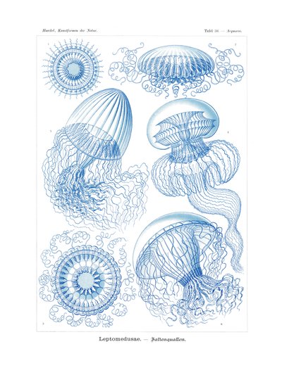 Λεπτομέδυσαι, 1899-1904 af German School